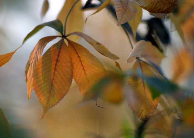 101314bp-fall-color-package-12